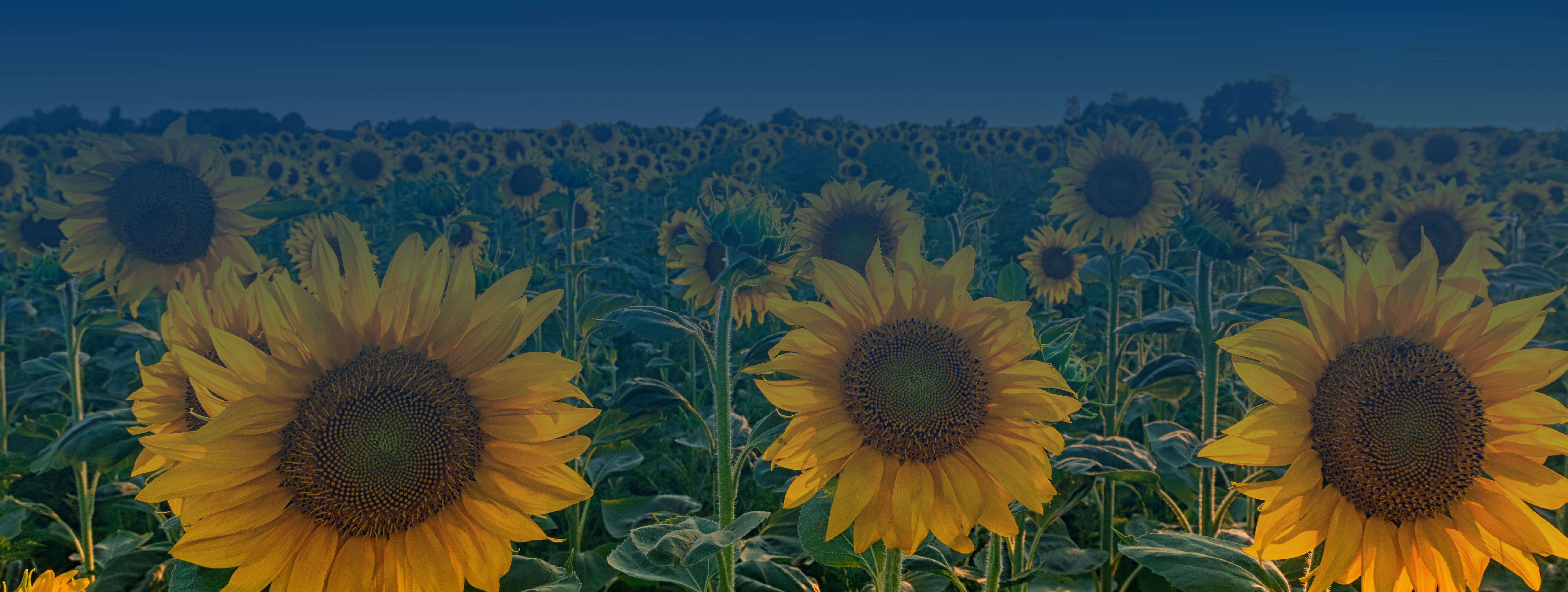 Sunflower field